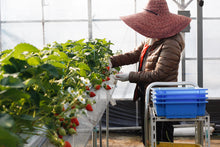 画像をギャラリービューアに読み込む, 西岡さんの苺シェイクの素NISHIOKA`S STRAWBERRYSHAKE BASE