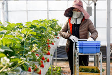 画像をギャラリービューアに読み込む, 勝占いちご15粒