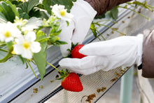 画像をギャラリービューアに読み込む, 農家がつくったジェラートセット8個入