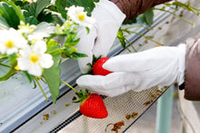 画像をギャラリービューアに読み込む, 全部試したい★農家の冷凍勝占いちご・ジェラート・ジャムのよくばりセット