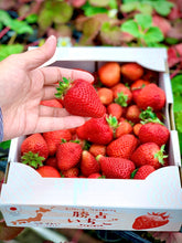 画像をギャラリービューアに読み込む, 【送料無料】農家直送の勝占いちごが大特価!たっぷり勝占いちご2㎏
