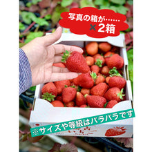 画像をギャラリービューアに読み込む, 【送料無料】農家直送の勝占いちごが大特価!たっぷり勝占いちご2㎏