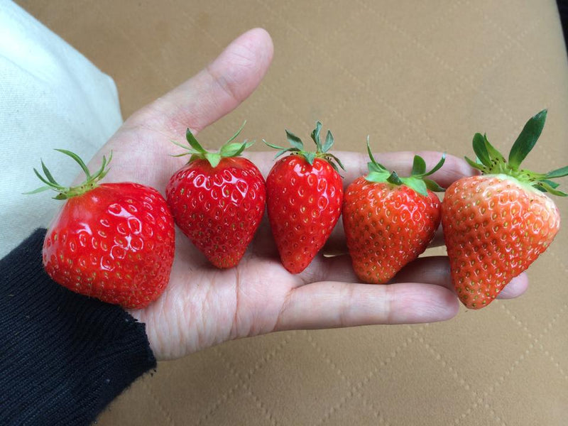 【🍓農家が教える美味しい苺の見分け方】2－熟度