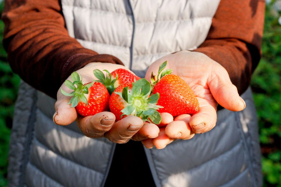 【🍓農家が教える美味しい苺の見分け方】3－旬！