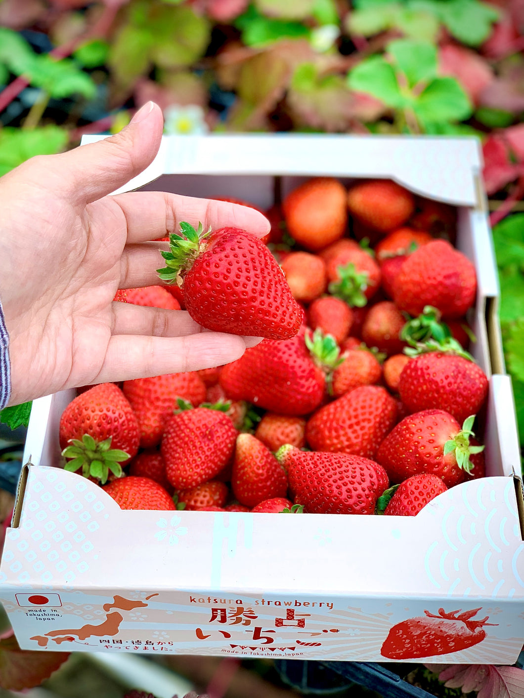 【送料無料】農家直送の勝占いちごが大特価！たっぷり勝占いちご2㎏